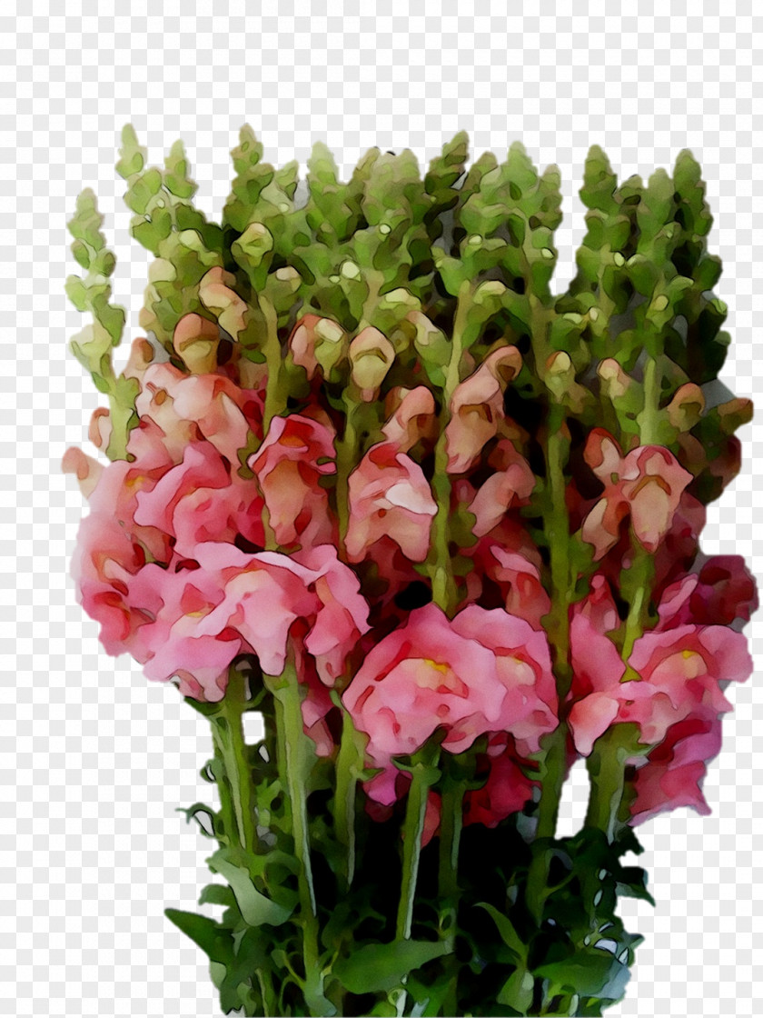 Cut Flowers Floral Design Flower Bouquet Annual Plant PNG