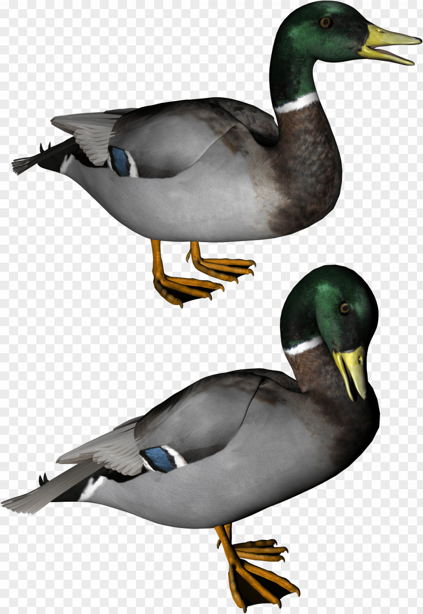 Duck Image Wallpaper PNG