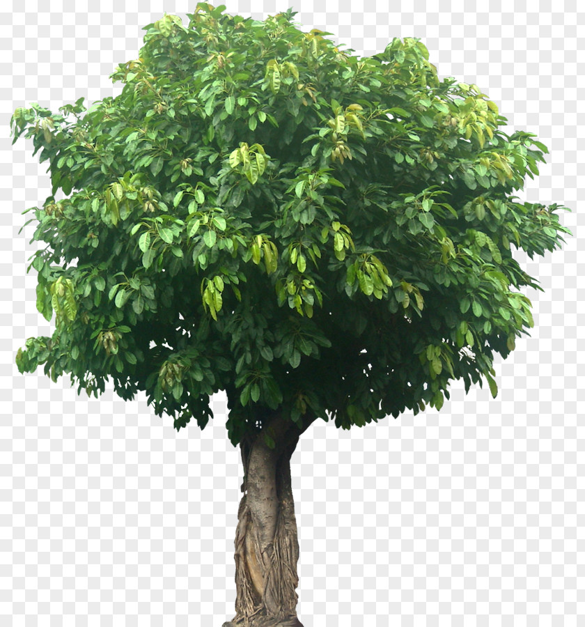 Fig Populus Nigra Tree Landscape Architecture PNG