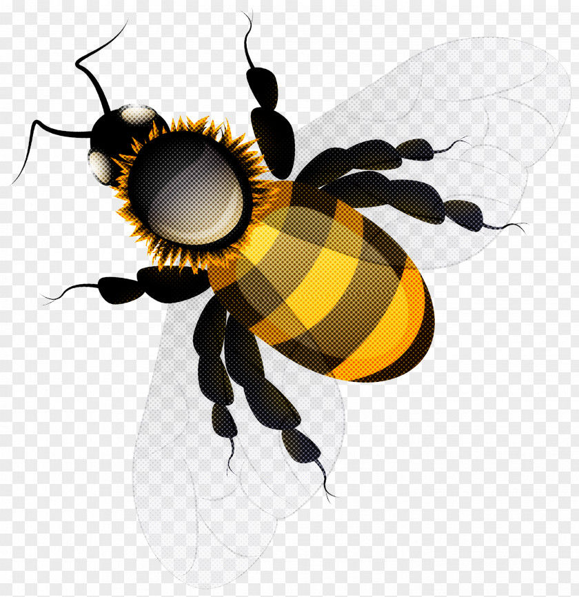 Hornet Pest Bumblebee PNG