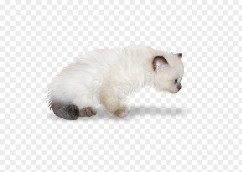 Kitten Whiskers Domestic Short-haired Cat Fur PNG