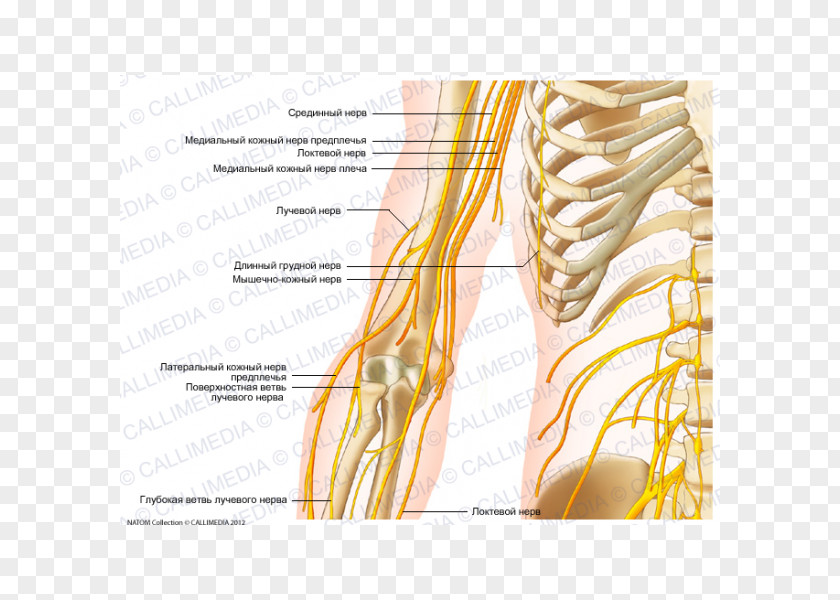 Arm Nerve Shoulder Nervous System Coronal Plane PNG