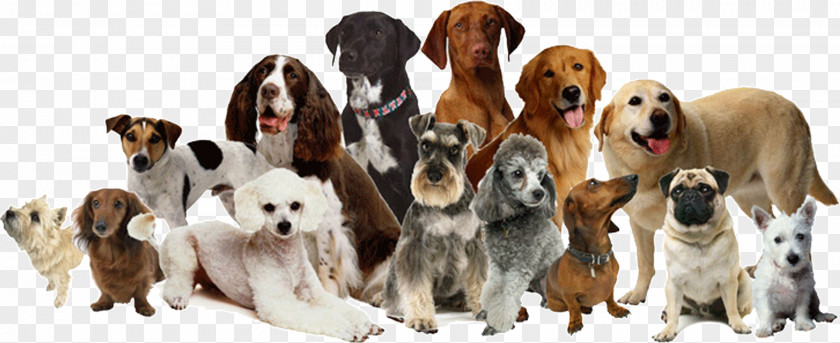 Dog Daycare Grooming Cat Pet Sitting PNG