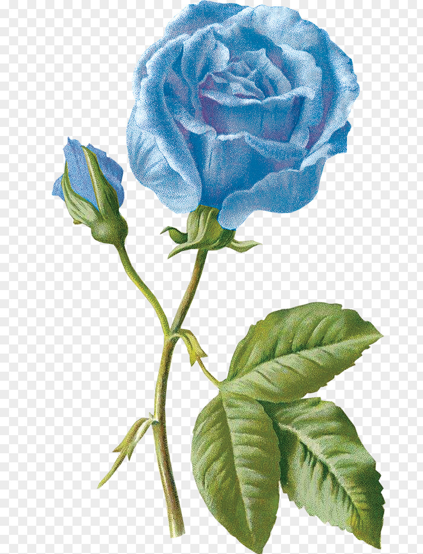 Flower Blue Rose Garden Roses Drawing PNG