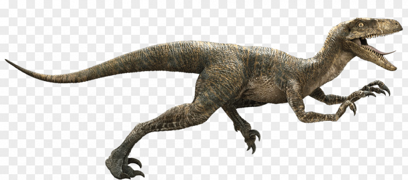 Jurassic Park Velociraptor Owen YouTube Indominus Rex PNG
