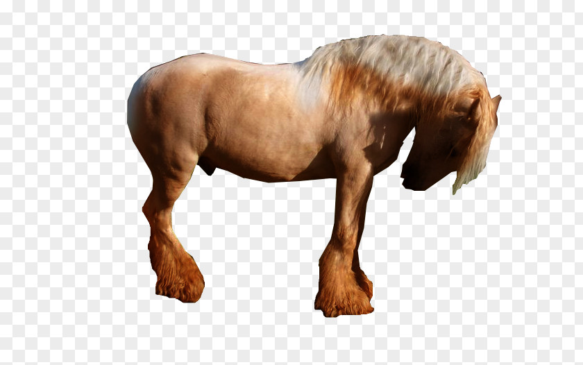 Carnage Stallion Mustang Mare Pony Mane PNG