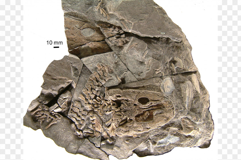FOSSIL Acanthostega Fossil Ichthyostega Evolution Tulerpeton PNG