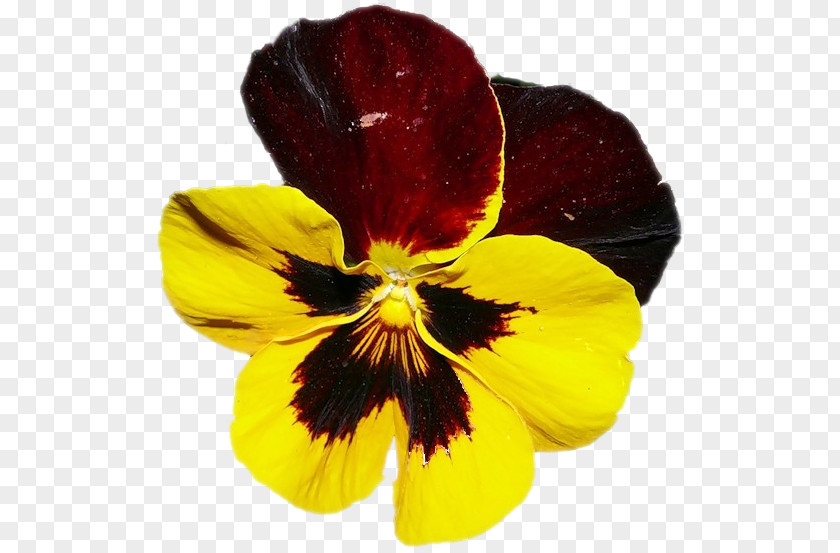 Pansy Information Clip Art PNG