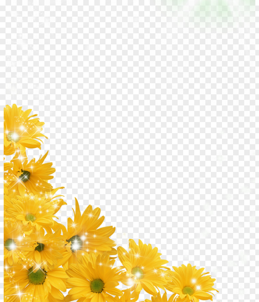 Sunflower Photo Desktop Wallpaper Clip Art PNG