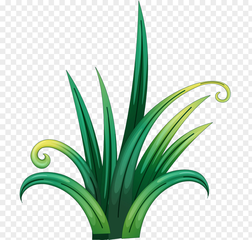 A Grass Green PNG