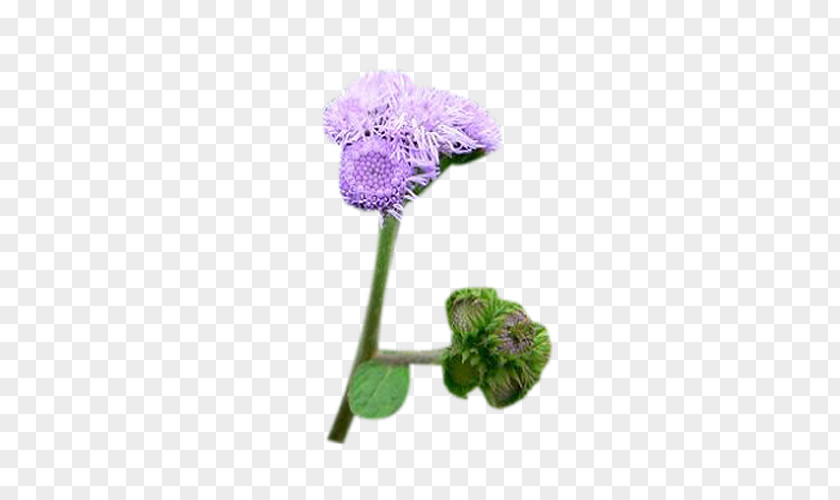 A Piece Of Purple Milk Thistle Flower Buds Euclidean Vector PNG