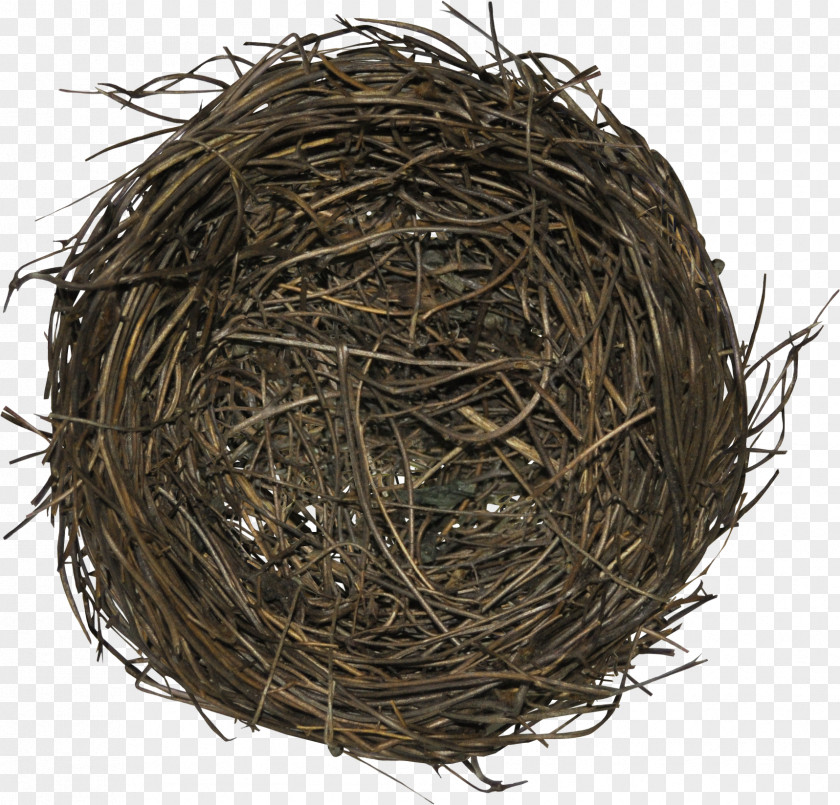 Nest Bird Edible Bird's Nesting Season PNG