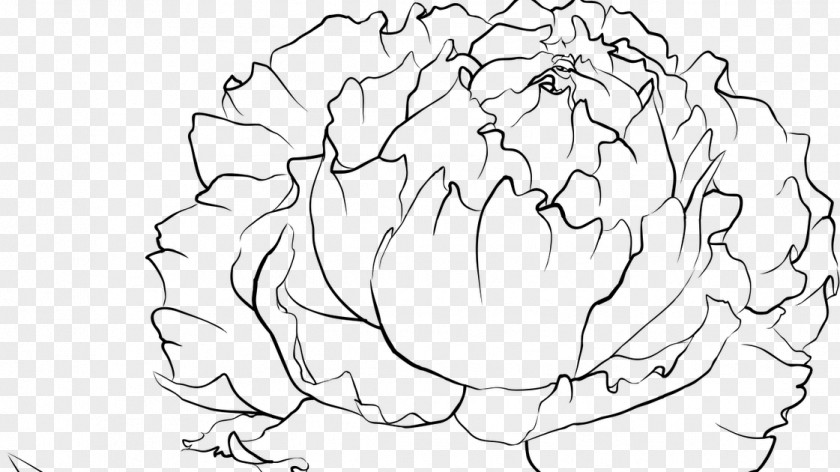 Peony Drawing Coloring Book Photography PNG