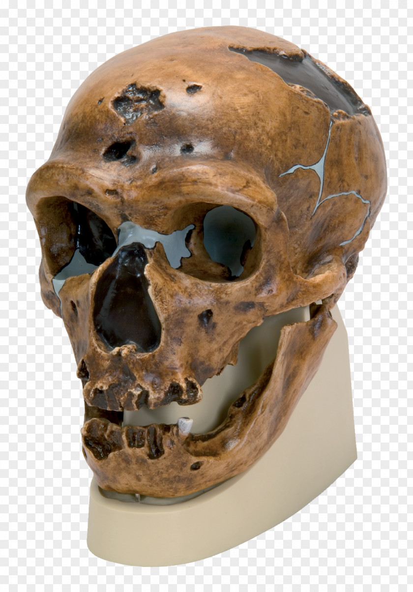 Skull Neandertal La Chapelle-aux-Saints 1 Peking Man Cro-Magnon Rock Shelter PNG