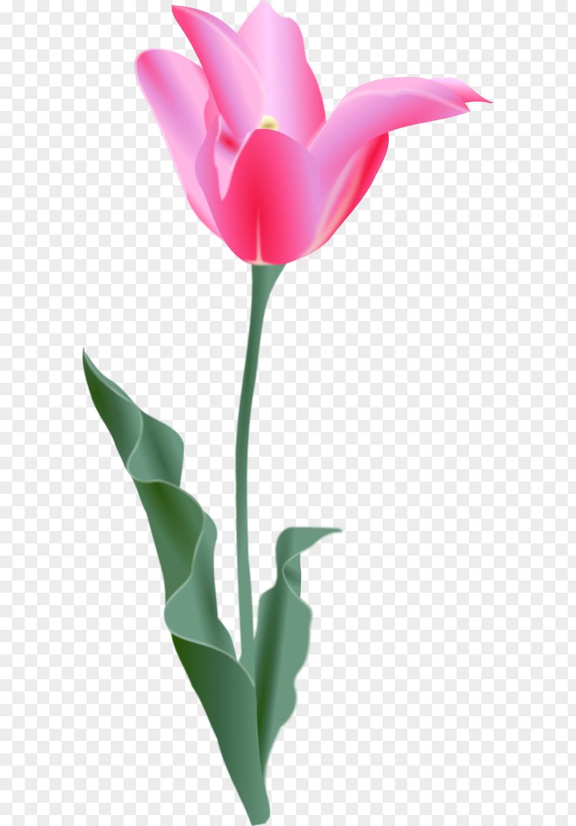 Tulip Image Free Content Flower Clip Art PNG