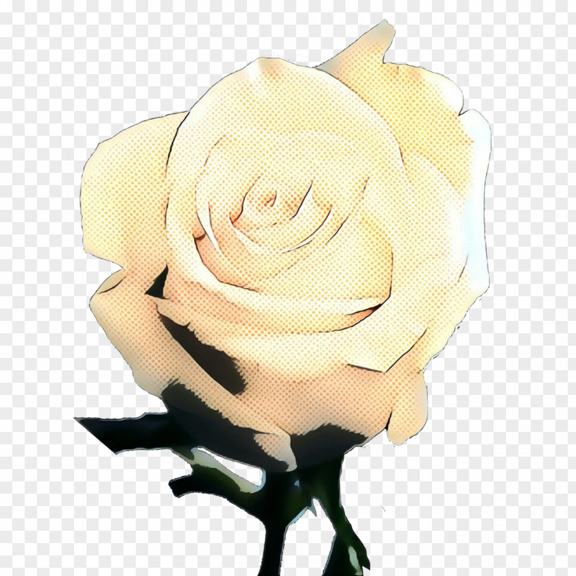 Beige Rose Order Flowers Background PNG