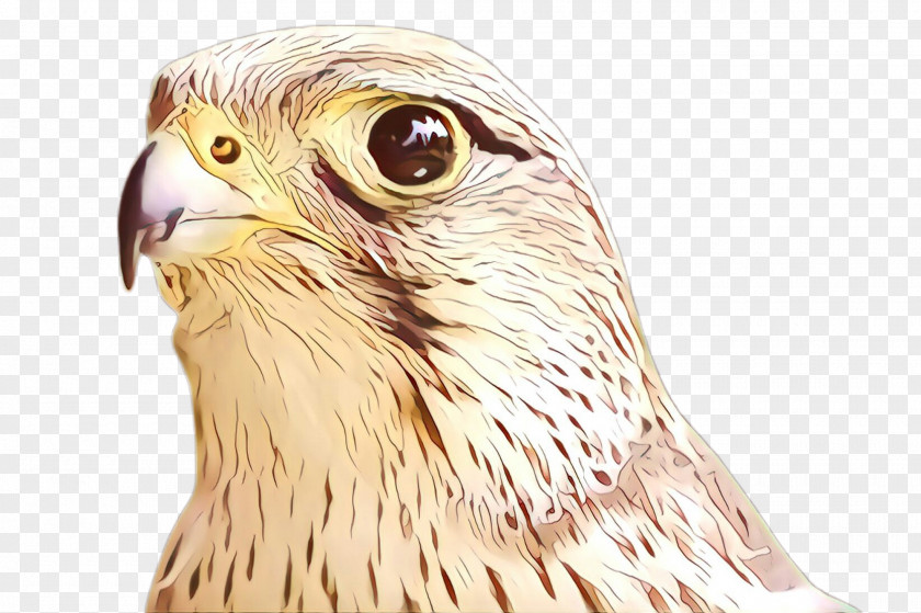 Peregrine Falcon Eagle Bird Beak Of Prey Hawk PNG