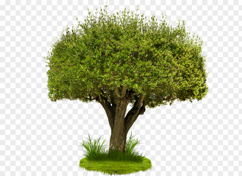 Tree Image Clip Art PNG
