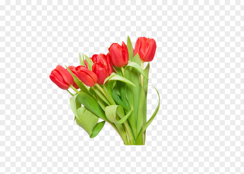 Tulip Flower Red Clip Art PNG