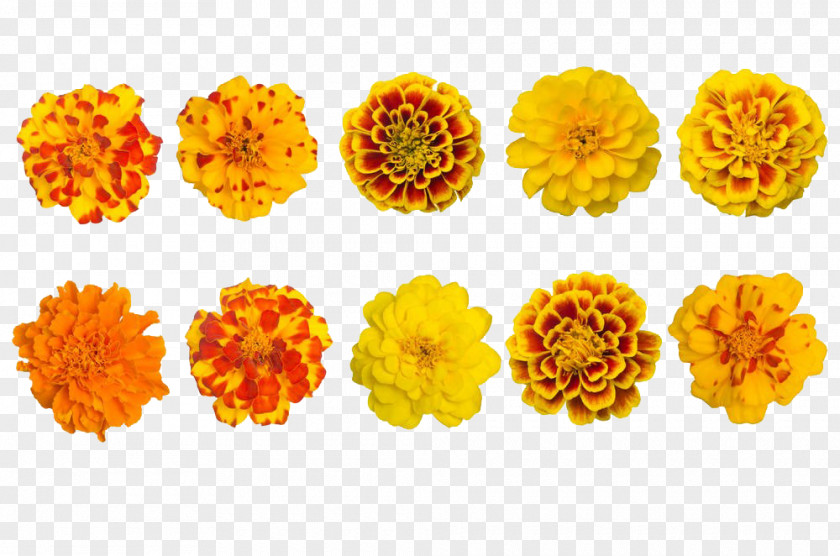 Various Varieties Of Marigold Collection Mexican Calendula Officinalis Tagetes Lucida Flower PNG