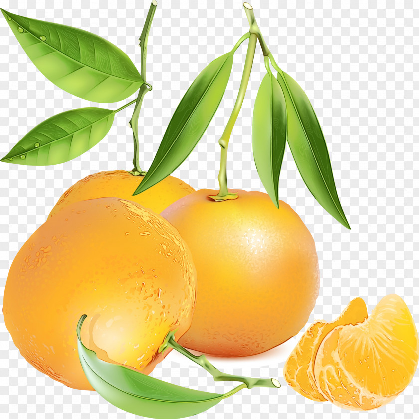 Yellow Plum Yuzu Orange Tree PNG