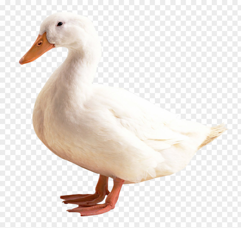 Duck American Pekin Bird PNG