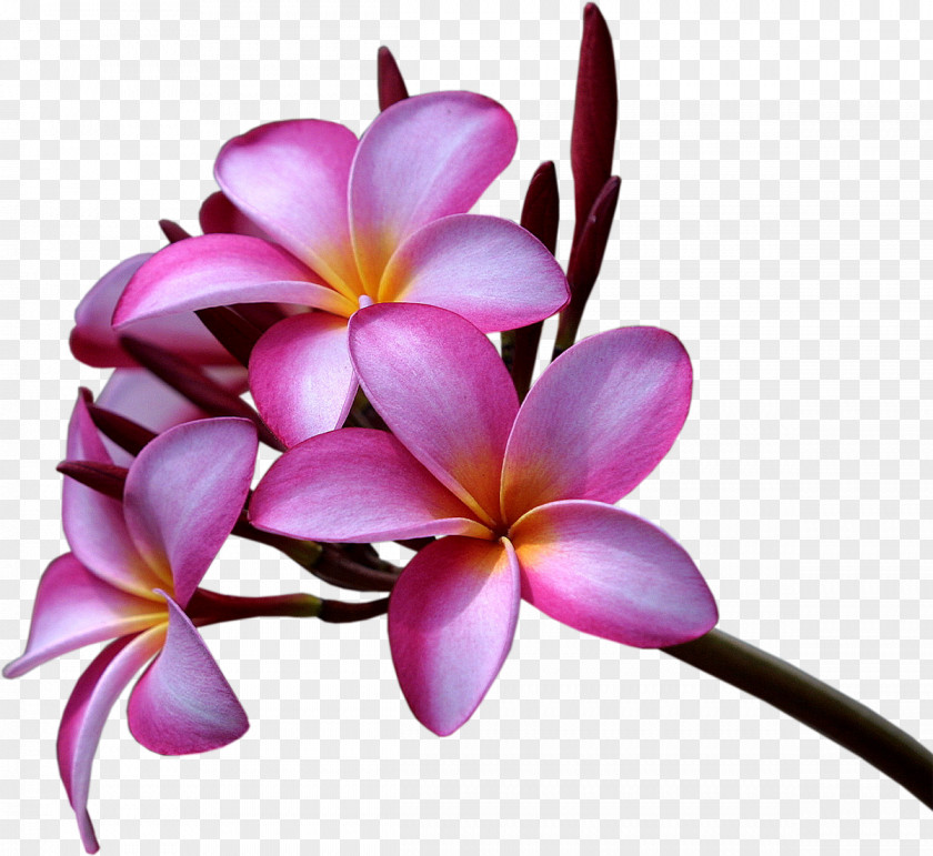 Frangipani Plumeria Rubra Alba Flower Desktop Wallpaper PNG