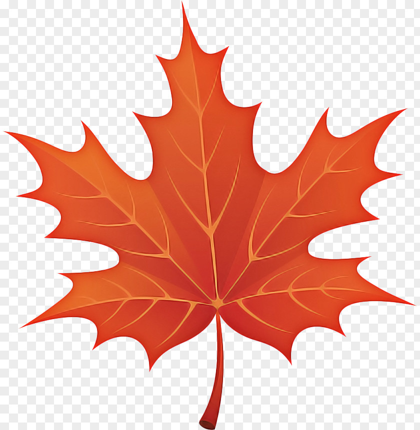 Holly Silver Maple Autumn Leaf Drawing PNG