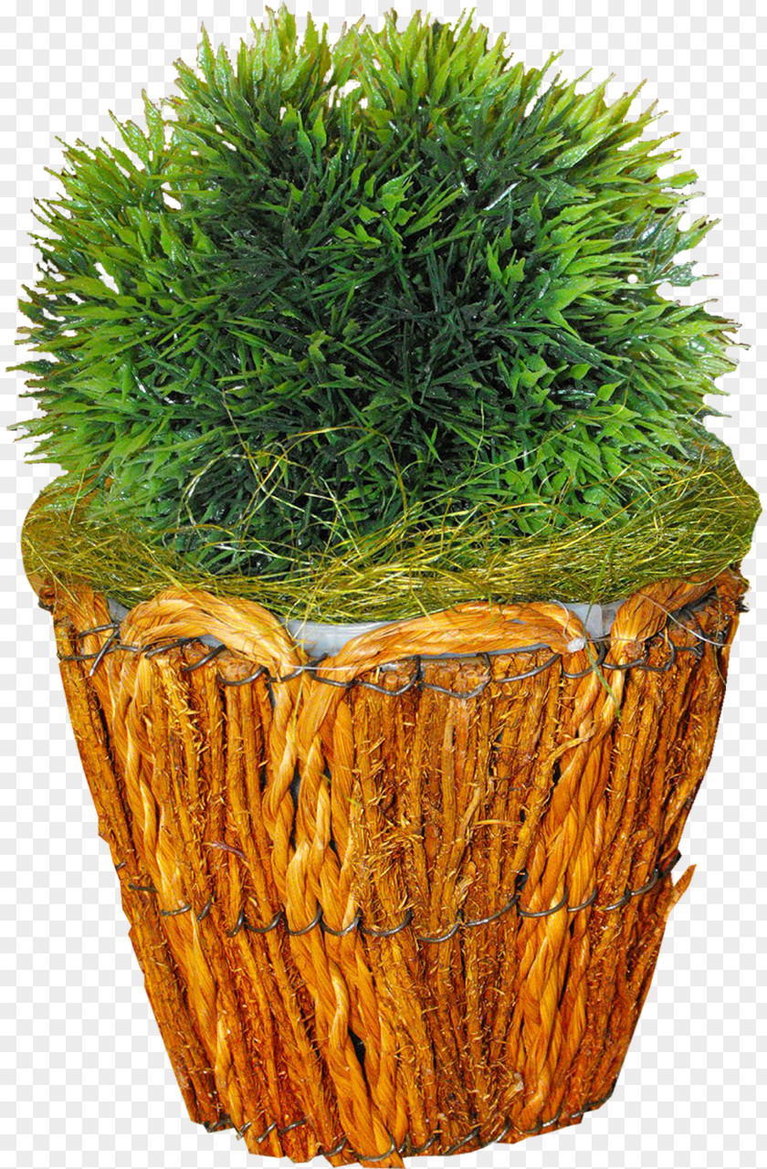 Plants Plant Motif PNG