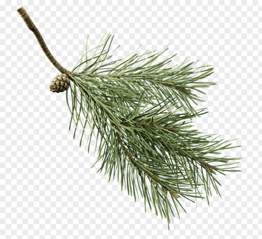 Tree Fir Twig Scots Pine Spruce Branch PNG