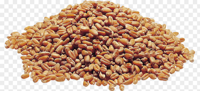 Wheat Food Grain Cereal PNG