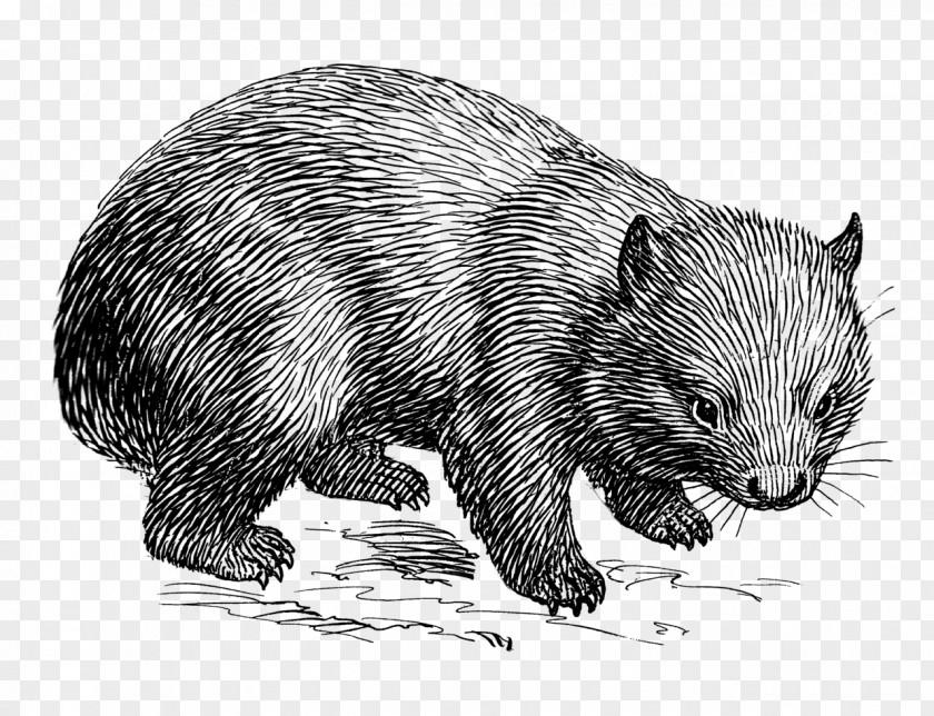 Doodle Wombat Drawing Line Art Clip PNG