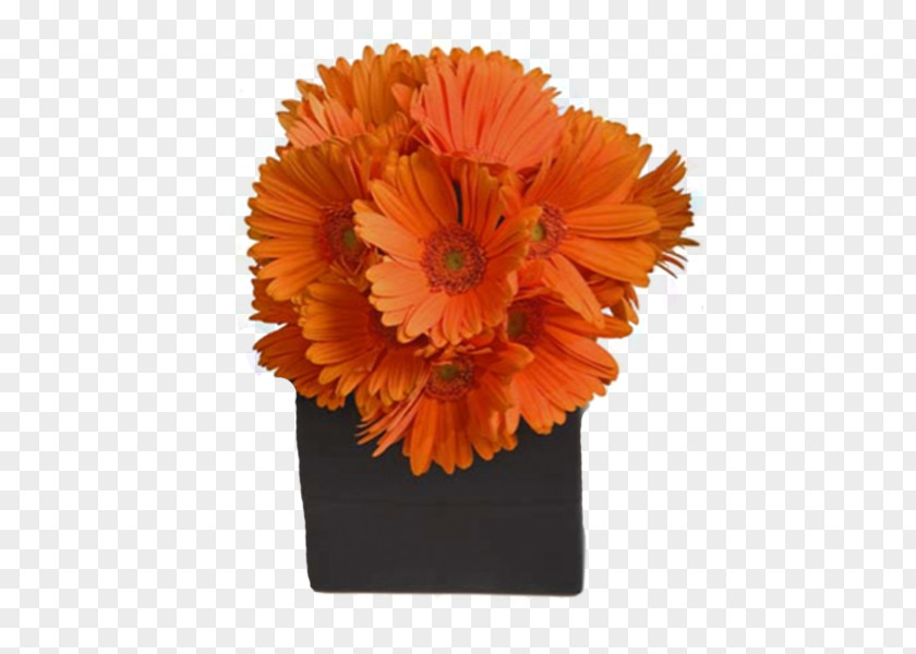 Flower Transvaal Daisy Floral Design Bouquet Cut Flowers PNG