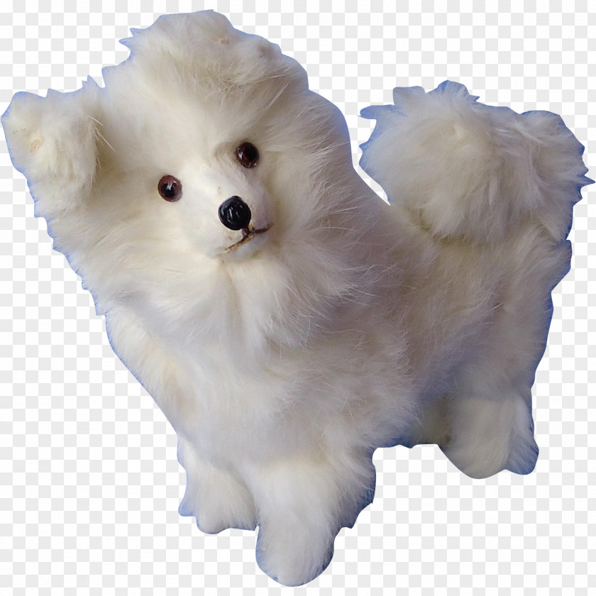 Puppy German Spitz Klein Mittel American Eskimo Dog Japanese Pomeranian PNG