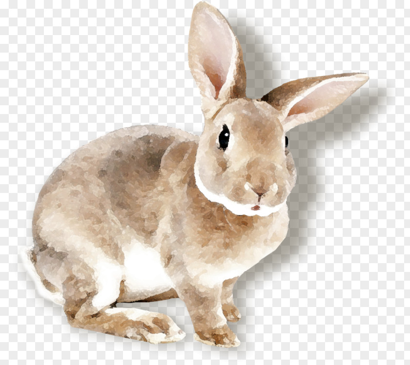 Rabbit Domestic Easter Bunny Belgian Hare PNG