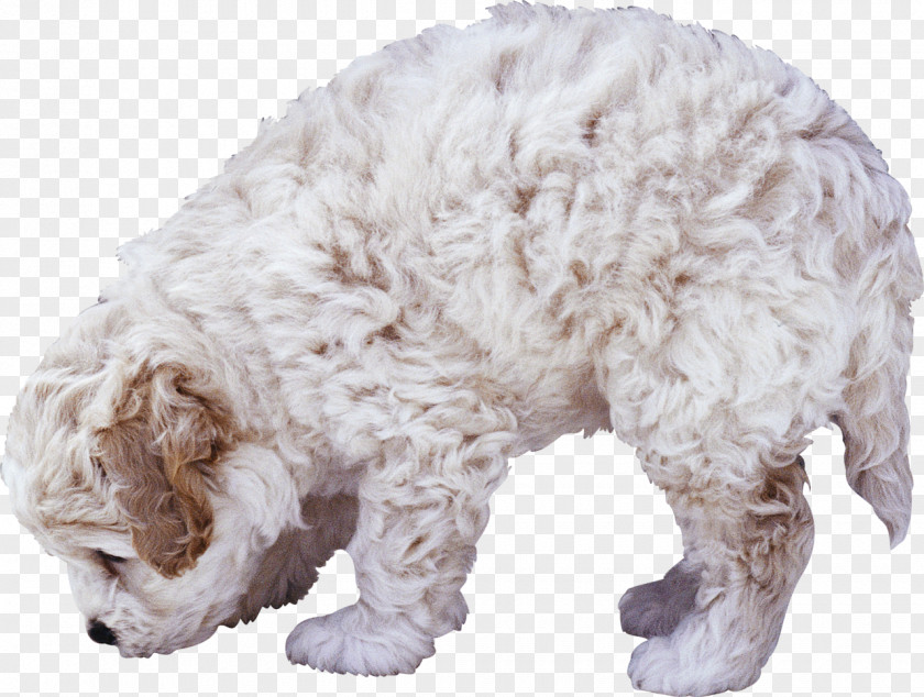 Toy Lagotto Romagnolo Cartoon Dog PNG