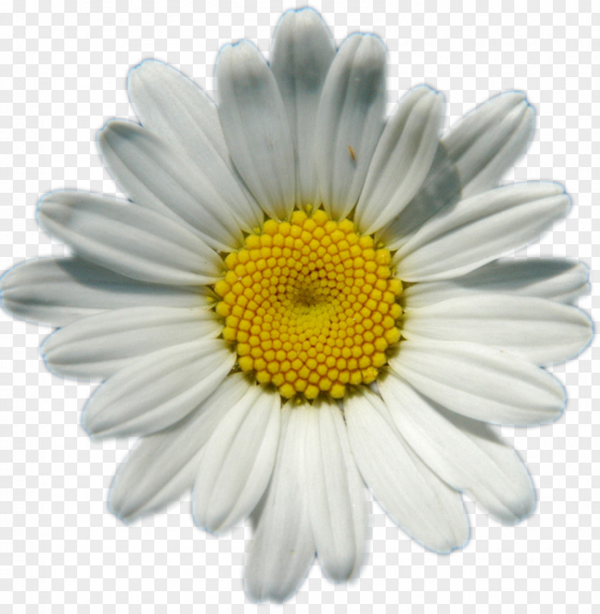 Chamomile Common Daisy Chain Flower Clip Art PNG