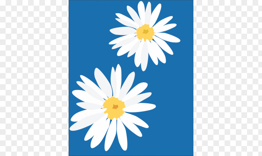 Flower Common Daisy Clip Art PNG