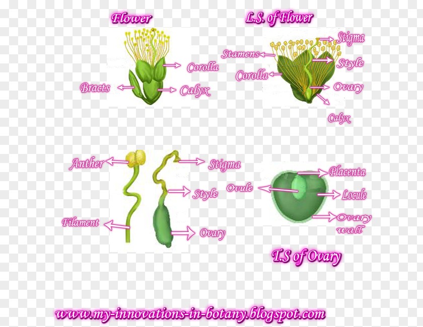 Plant Flowering Line Stem Clip Art PNG