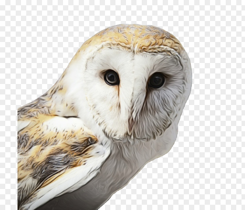 Tawny Owl Bird Snowy Little PNG