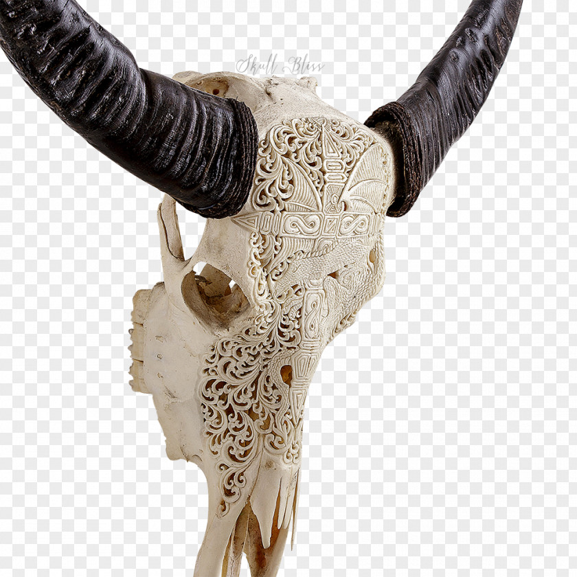 Buffalo Skull Horn Animal Skulls Antler Bone PNG