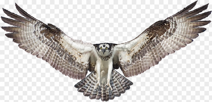 Eagle Bald Drawing Osprey PNG