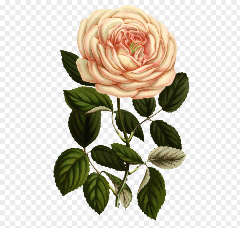 Rose Botanical Illustration Printing Botany Printmaking PNG