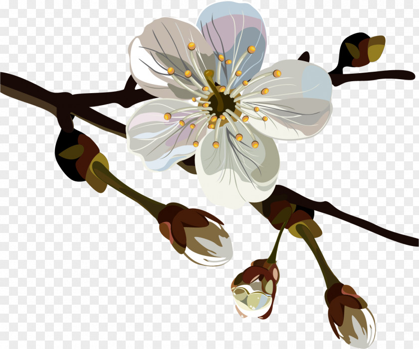 Spring Chimonanthus Praecox Flower Oil Painting Plum Blossom PNG