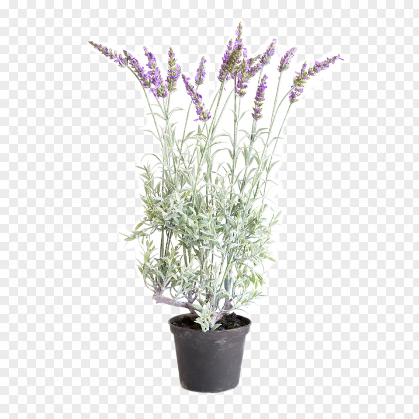 Flower English Lavender French Shrub Plant Stem PNG