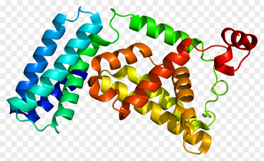 RABGEF1 Guanine Nucleotide Exchange Factor RAB5A Guanosine Triphosphate PNG