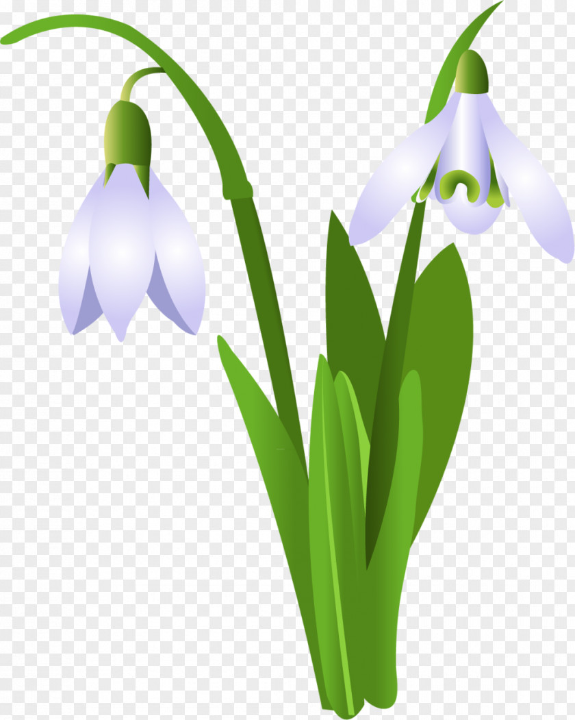 Snowdrop Flower Clip Art PNG