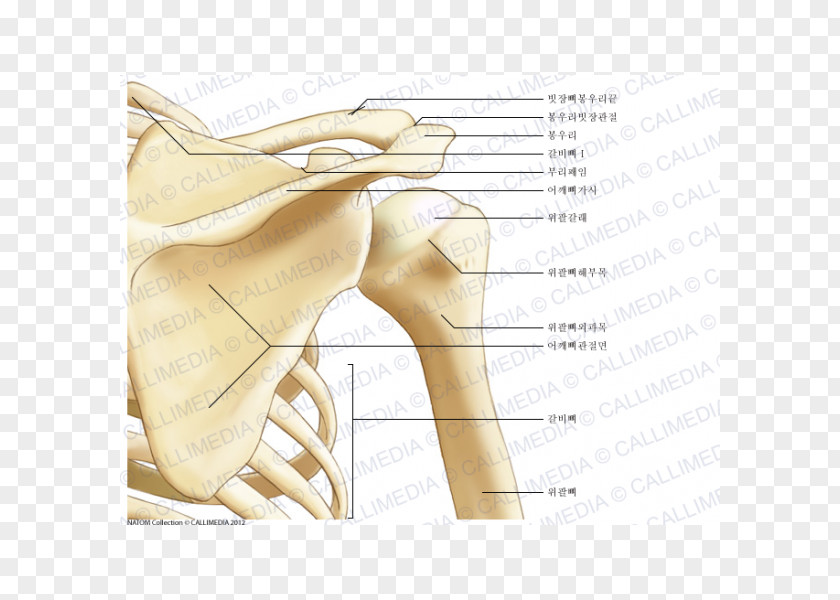 Abdomen Anatomy Shoulder Joint Bone Scapula PNG