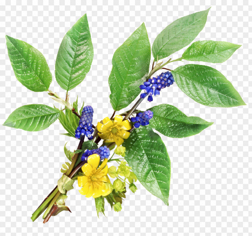 Herbs Flower Health Purple PNG