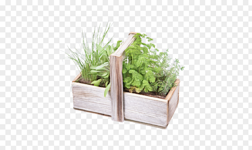 Houseplant Vegetable Flowerpot Plant Herb Grass Rectangle PNG